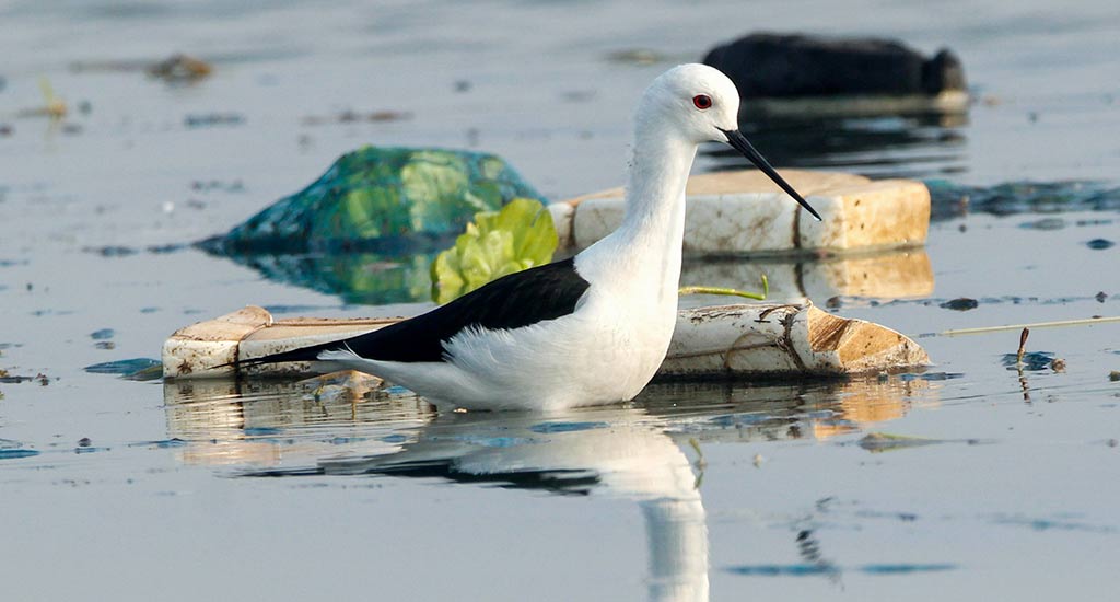 Nueva enfermedad en especies de aves silvestres causada por la contaminación plástica